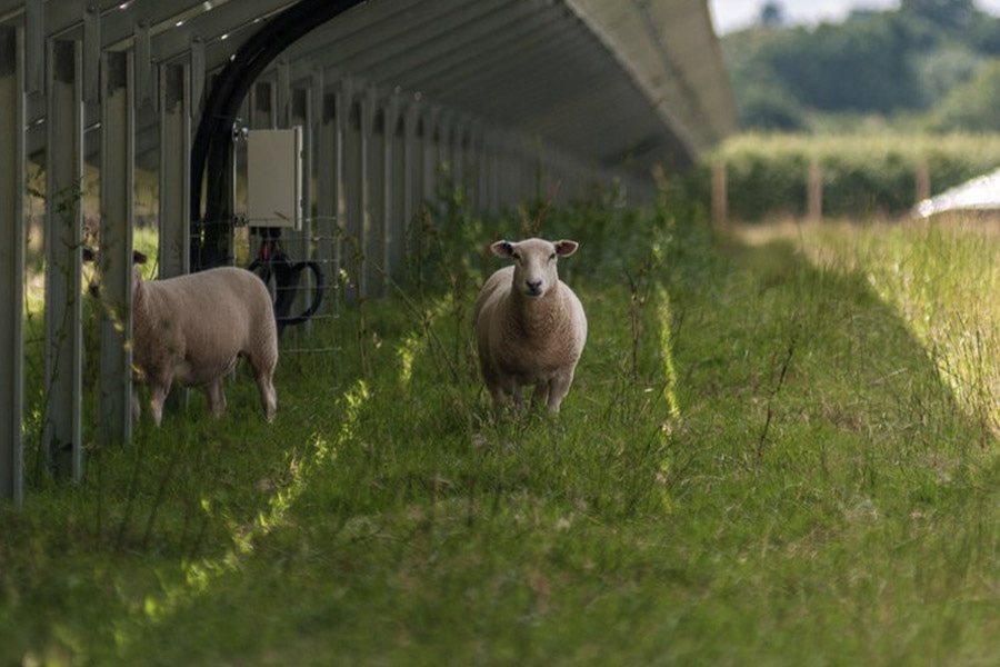 Sheep grazing between rows of solar panels